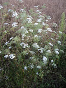 Ammi majus